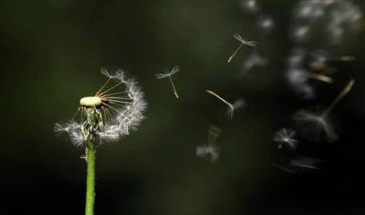详细的成考报名流程是怎么安排的